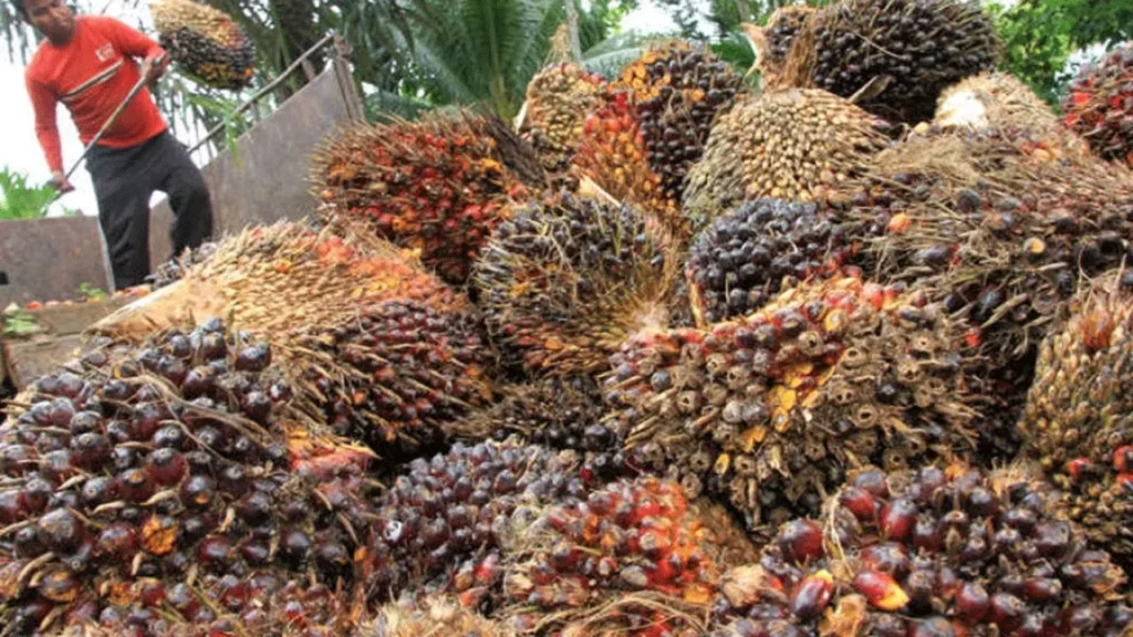 Harga-CPO-dan-Kakao-Melonjak-Tinggi-Beneran-Ga-Sih