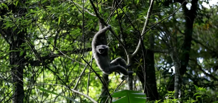 Aksi PHE untuk Selamatkan Primata Langka di Gunung Puntang