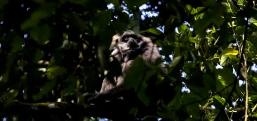 PHE Berkolaborasi dalam Aksi Menyelamatkan Primata Langka di Gunung Puntang