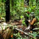 Walhi Kalbar Minta Pemerintah Hentikan Aktivitas yang Merusak Lahan